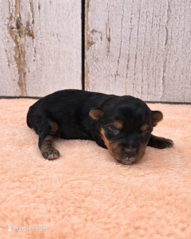 Francesca  – Yorkshire Terrier puppy for sale in Roanoke Rapids, NC