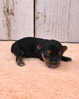 Francesca , a female Yorkshire Terrier for sale in Roanoke Rapids, NC – 4 of 4