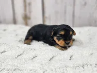 Francesca , a female Yorkshire Terrier for sale in Roanoke Rapids, NC – 2 of 4