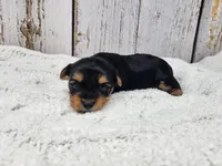 Francesca , a female Yorkshire Terrier for sale in Roanoke Rapids, NC – 3 of 4