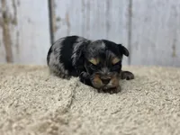 Halcyon, a male Yorkshire Terrier for sale in Roanoke Rapids, NC – 2 of 7