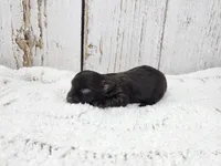 Ronan, a male Yorkshire Terrier for sale in Roanoke Rapids, NC – Photo 3 of 3