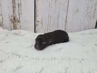 Ronan, a male Yorkshire Terrier for sale in Roanoke Rapids, NC – Photo 2 of 3