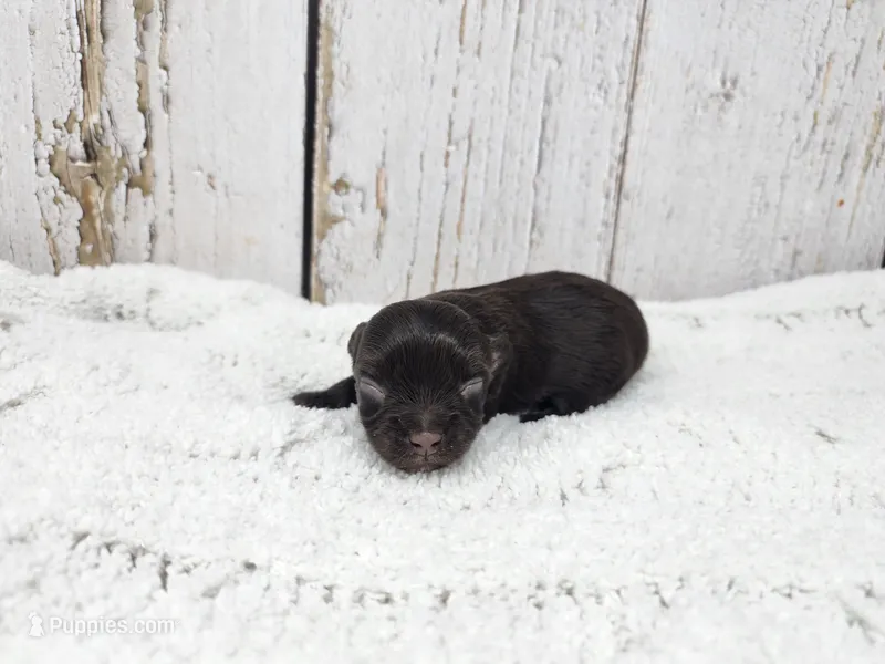 Ronan – Yorkshire Terrier puppy for sale in Roanoke Rapids, NC