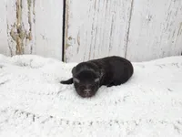 Ronan, a male Yorkshire Terrier for sale in Roanoke Rapids, NC – Photo 1 of 3