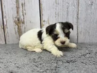 Penne, a female Yorkshire Terrier for sale in Roanoke Rapids, NC – 4 of 4