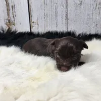 Red Butler, a male Yorkshire Terrier for sale in Roanoke Rapids, NC – Photo 6 of 8