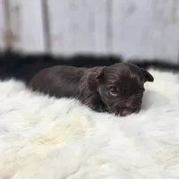 Red Butler, a male Yorkshire Terrier for sale in Roanoke Rapids, NC – Photo 7 of 8