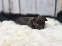 Red Butler, a male Yorkshire Terrier for sale in Roanoke Rapids, NC – Photo 7 of 8