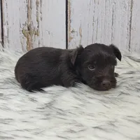 Red Butler, a male Yorkshire Terrier for sale in Roanoke Rapids, NC – Photo 4 of 8