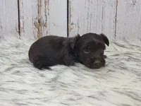 Red Butler, a male Yorkshire Terrier for sale in Roanoke Rapids, NC – Photo 4 of 8