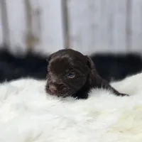 Red Butler, a male Yorkshire Terrier for sale in Roanoke Rapids, NC – Photo 5 of 8