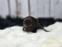 Red Butler, a male Yorkshire Terrier for sale in Roanoke Rapids, NC – Photo 5 of 8