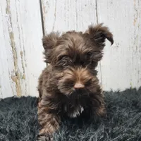 Red Butler, a male Yorkshire Terrier for sale in Roanoke Rapids, NC – Photo 1 of 8