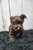 Red Butler, a male Yorkshire Terrier for sale in Roanoke Rapids, NC – Photo 1 of 8
