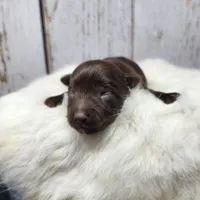 Red Butler, a male Yorkshire Terrier for sale in Roanoke Rapids, NC – Photo 8 of 8