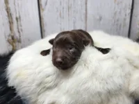 Red Butler, a male Yorkshire Terrier for sale in Roanoke Rapids, NC – Photo 8 of 8