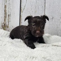 Red Butler, a male Yorkshire Terrier for sale in Roanoke Rapids, NC – Photo 2 of 8