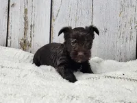 Red Butler, a male Yorkshire Terrier for sale in Roanoke Rapids, NC – Photo 2 of 8