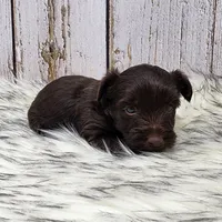 Red Butler, a male Yorkshire Terrier for sale in Roanoke Rapids, NC – Photo 3 of 8