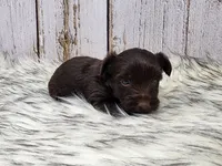 Red Butler, a male Yorkshire Terrier for sale in Roanoke Rapids, NC – Photo 3 of 8