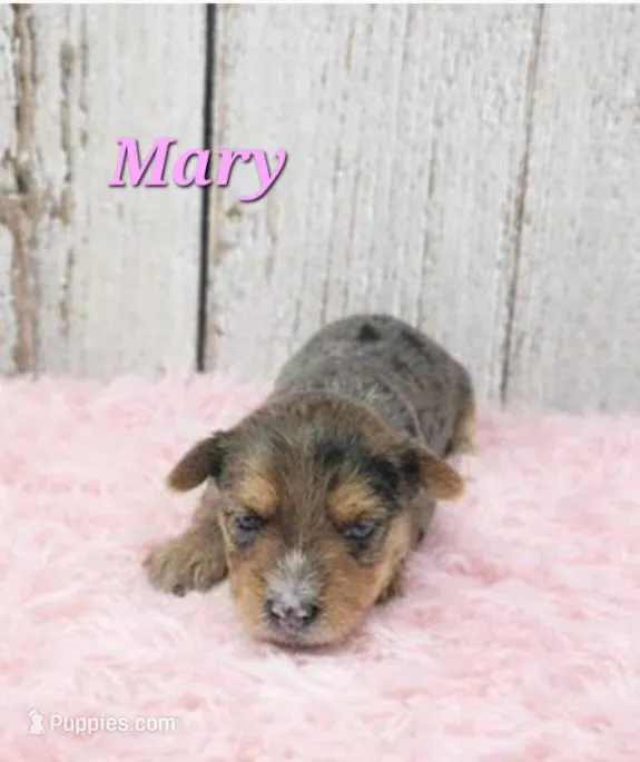 Mary – Yorkshire Terrier puppy for sale in Roanoke Rapids, NC