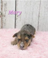 Mary, a female Yorkshire Terrier for sale in Roanoke Rapids, NC – 5 of 5