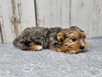 Mary, a female Yorkshire Terrier for sale in Roanoke Rapids, NC – 3 of 5