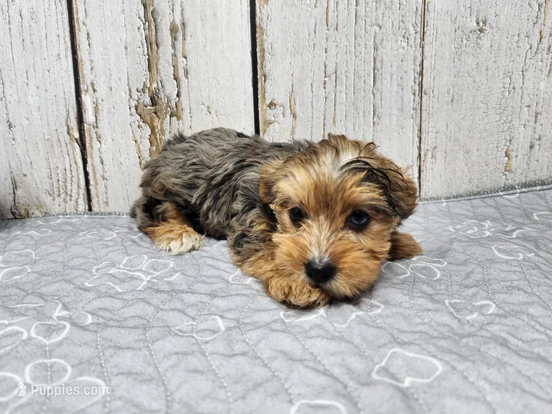 Mary – Yorkshire Terrier puppy on hold in Roanoke Rapids, NC