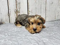 Mary, a female Yorkshire Terrier for sale in Roanoke Rapids, NC – 1 of 5