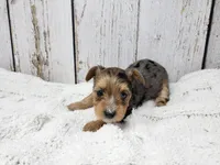 Mary, a female Yorkshire Terrier for sale in Roanoke Rapids, NC – 4 of 5