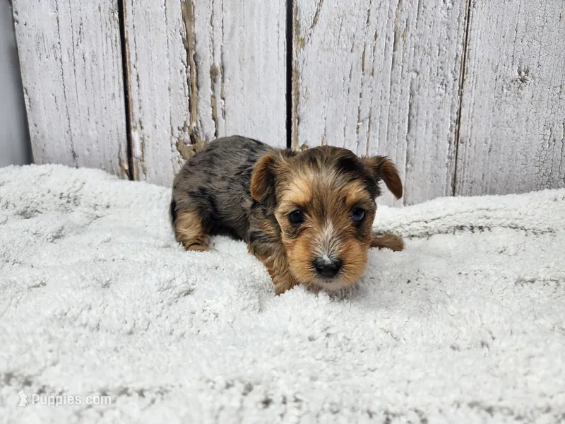 Mary – Yorkshire Terrier puppy for sale in Roanoke Rapids, NC