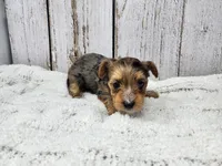 Mary, a female Yorkshire Terrier for sale in Roanoke Rapids, NC – 2 of 5