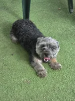 Rex, a male Yorkshire Terrier for sale in Roanoke Rapids, NC – 2 of 2