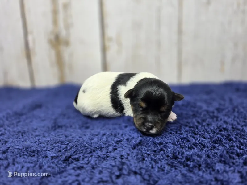 Cappuccino  – Yorkshire Terrier puppy for sale in Roanoke Rapids, NC