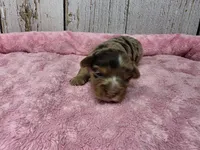 Laken, a female Yorkshire Terrier for sale in Roanoke Rapids, NC – 2 of 2