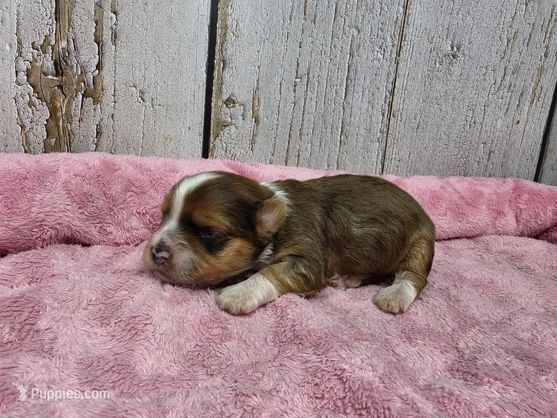 River – Yorkshire Terrier puppy for sale in Roanoke Rapids, NC
