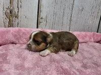 River, a male Yorkshire Terrier for sale in Roanoke Rapids, NC – 1 of 2