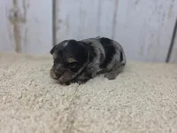 Halcyon, a male Yorkshire Terrier for sale in Roanoke Rapids, NC – 3 of 7