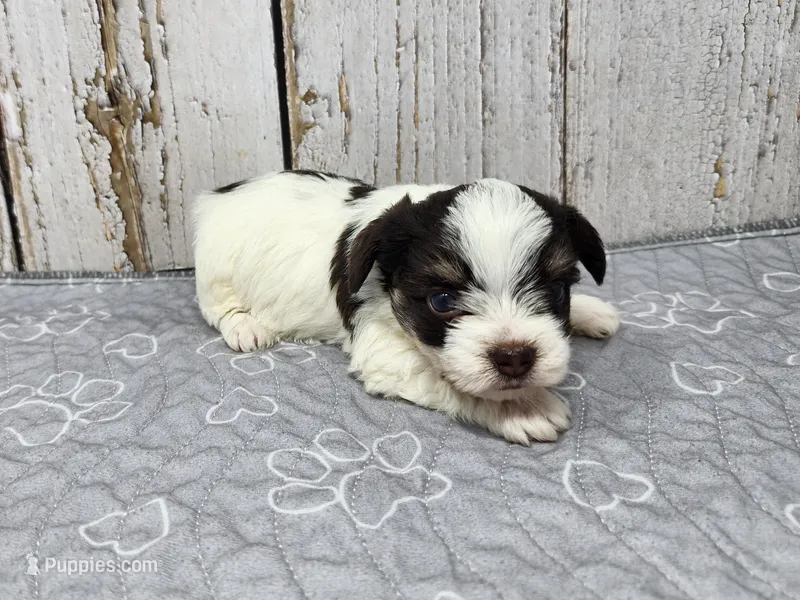 Siobhan – Yorkshire Terrier puppy for sale in Roanoke Rapids, NC