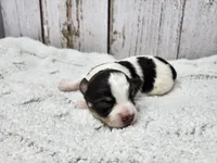 Siobhan, a female Yorkshire Terrier for sale in Roanoke Rapids, NC – Photo 2 of 3