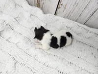 Siobhan, a female Yorkshire Terrier for sale in Roanoke Rapids, NC – Photo 3 of 3