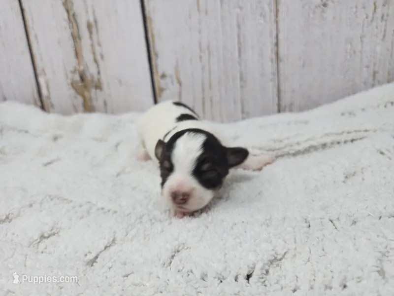 Siobhan – Yorkshire Terrier puppy for sale in Roanoke Rapids, NC