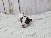 Siobhan, a female Yorkshire Terrier for sale in Roanoke Rapids, NC – Photo 1 of 3