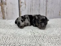 Halcyon, a male Yorkshire Terrier for sale in Roanoke Rapids, NC – 1 of 4