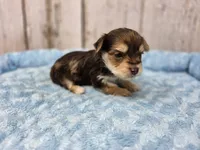 Rey, a female Yorkshire Terrier for sale in Roanoke Rapids, NC – 3 of 3