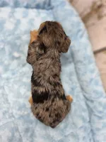 Luke, a male Yorkshire Terrier for sale in Roanoke Rapids, NC – 2 of 2