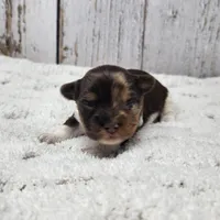 Gobi, a male Yorkshire Terrier for sale in Roanoke Rapids, NC – Photo 1 of 5