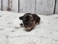 Gobi, a male Yorkshire Terrier for sale in Roanoke Rapids, NC – Photo 1 of 5