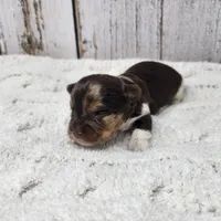 Gobi, a male Yorkshire Terrier for sale in Roanoke Rapids, NC – Photo 4 of 5